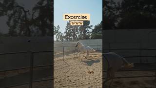 सुबह की Excercise l Horse Excercise l Entertainment l shorts l sanjhalikavlog6093 [upl. by Atsillac14]