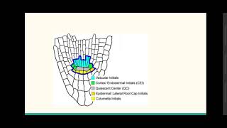 Organogenesis in plants  RAM [upl. by Zusman]