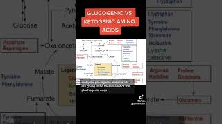 Glucogenic vs Ketogenic Amino Acids MCAT [upl. by Nnylanna]