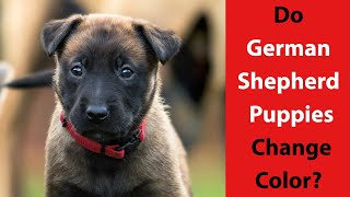 Do German Shepherd Puppies Change Color [upl. by Golden909]