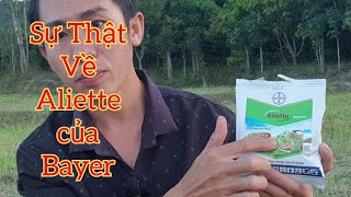 Nếu Sử Dụng Aliette của Bayer thì Cần xem kỷ [upl. by Ynattir]