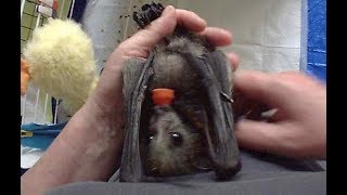 About bats feet orientation not all videos go to plan [upl. by Leary]