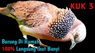 Suara Burung Tekukur KUK 3 Gacor Paling Ampuh Untuk Pancingan Yang Malas Bunyi [upl. by Fanny]