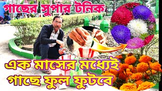 ঘরেই তৈরি করুন সুপার টনিক। মাত্র ১ মাসের মধ্যেই গাছ বড়ো হয়ে ফুল আসার গ্যারান্টি।Apply Super tonic [upl. by Kenwood]