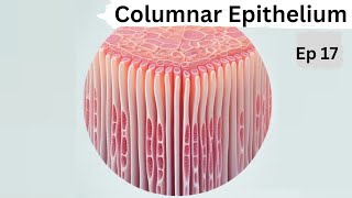 Ep 17  Columnar Epithelium  Tissues [upl. by Neehar]