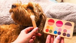 ASMR Doing My Dogs Wooden Makeup Whispered [upl. by Anaj341]