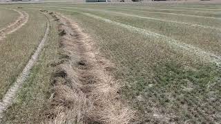 Sainfoin seed harvest Montana [upl. by Campbell]