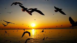 😊😊😘Birds relaxing music ।। Meditation ।। Birds chirping।। [upl. by Flori]