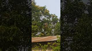 gurkaaa army climbing mango tree in old age indian army youtubeshorts ytshort shortsvideo short [upl. by Amadeus]