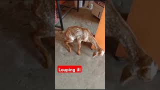 Caprine arthritis encephalomyelitislouping illgoat kid [upl. by Nehtan695]