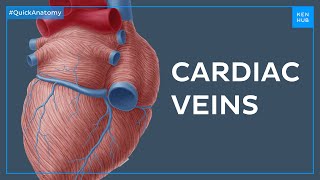 The greater cardiac venous system  Quick Anatomy  Kenhub [upl. by Elfreda]