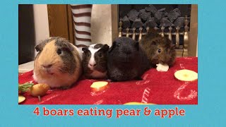 4 boars eating pear amp apple during floor time Guinea pigs ASMR [upl. by Oilalue]