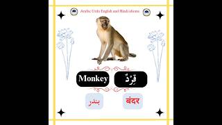 8💯Names of animalsأسماء الحيوانات🔥❤️💯 👍ArabicEnglishUrduHindiIdioms shorts viral foryou love [upl. by Greenberg512]