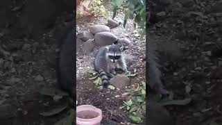 A Chat with a Cookie Monster raccoon naturefam raccoontribe lilmamarac sevenseesmusic2020 fun [upl. by Azerila491]