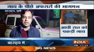 यूपी के अफसरों की गाय के पीछे भागदौड़ जारी  Breaking News [upl. by Noj313]