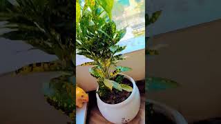 JAPANESE LAUREL HOUSEPLANT  AUCUBA JAPONICA [upl. by Endaira]