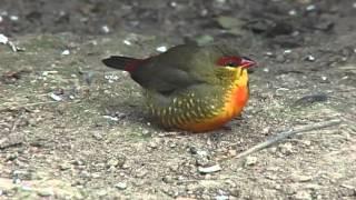 Zebra Waxbill [upl. by Adnyl]