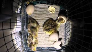 Attwaters Prairie Chickens Hatch  Time Lapse [upl. by Flanagan]