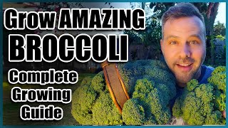 How to Grow Broccoli  Complete Guide  Seed to Harvest [upl. by Anoirtac]