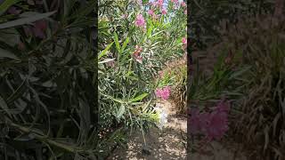 Beautiful but dangerous  Aralipoo Oleander flowers [upl. by Roswell]