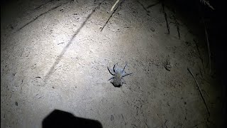 Playing with Australian Trapdoor Spiders in their burrows  JustBecause [upl. by Harrat]