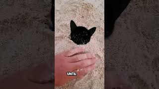 he was playing on the beach until this cat appeared 😂 [upl. by Lyrahc]