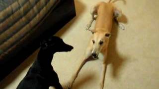 Greyhound and Whippet playing [upl. by Elinad]