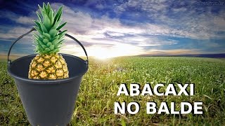 abacaxi no balde [upl. by Leak300]