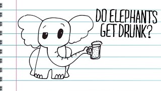 Do Elephants get Drunk [upl. by Ytirehc]