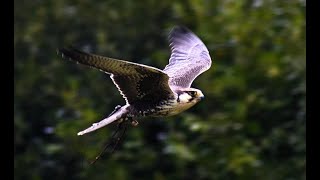 LUGGER FALCON FLIES FAST [upl. by Bee]