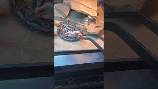 Feeding Bitis Cornuta Viper reptiles snake viper pets [upl. by Nellac258]