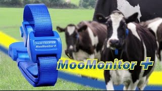 Pasture based Dairy Farming and the MooMonitor [upl. by Armbruster]