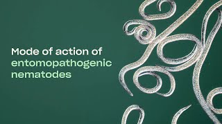 Mode of Action  Beneficial Nematodes for pest control [upl. by Arah]