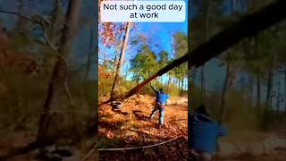 Online tree cutting learning funny chainsaw work video Husqvarna stihl forestry [upl. by Meris]