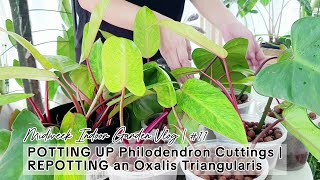 Midweek Indoor Garden Vlog 11  POTTING UP Philodendron Cuttings  REPOTTING an Oxalis Triangularis [upl. by Ecertal]