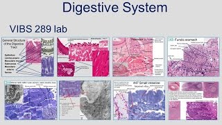 Medical School Histology Basics  Digestive System [upl. by Nongim]