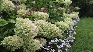 Planting a Hydrangea hedge Pt 1 CLEARANCE PLANTS GARDENADDICTZ [upl. by Nocaed151]