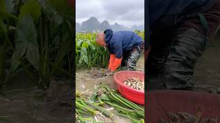 Harvesting fresh sagittaria trifolia process [upl. by Ardenia]