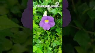 Grow Cuttings of Thunbergia erecta Plant in This Monsoon [upl. by Polinski]