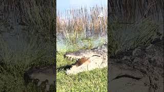 Massive crocodile named quotCroczillaquot seen sunbathing in Florida Everglades [upl. by Tobin]