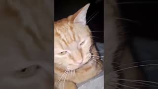 cat funny foryou fyp [upl. by Atinauq]