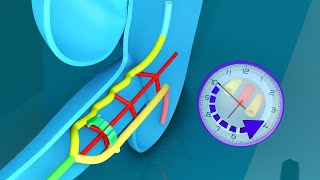 3D Midgut Embryology  Rotation of Midgut in 3D  Physiological Umbilical Hernia and Intestines [upl. by Suiradal339]