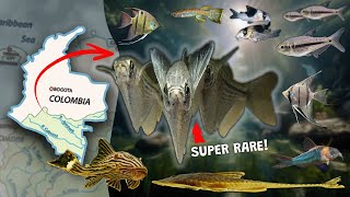 Rare Aquarium Fish Some of the Rarest Fish For A Fish Tank [upl. by Ahsal]