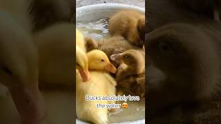 Ducklings swimming time 😍😍shorts ducklinglove [upl. by Ordnasela]