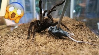 We Moved OUR HUGE GOLIATH BIRDEATER [upl. by Dazraf904]