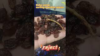 Color sorter sorting raisins machine AI color sorter [upl. by Lesoj]