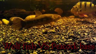 Wolf fish VS Peacock bass [upl. by Donahoe163]