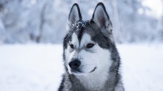 Alaskan Malamute first time in the snow [upl. by Trefler16]