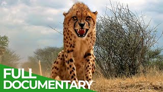 Maasai Mara  The Big Hunt  Free Documentary Nature [upl. by Annor]