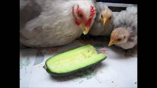 Chickens like to eat cucumbers Chick Food [upl. by Oidiple773]